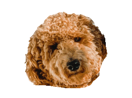 Puppy 27Brands Sticker by Creative Co