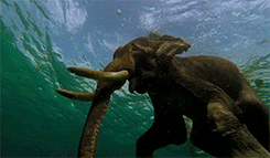 elephant swimming GIF