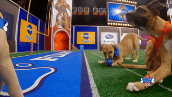 Animal Planet Football GIF by Puppy Bowl