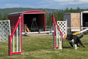 TVKC GIF