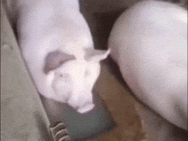 Water Pig GIF