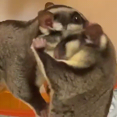 Sugar Glider GIF