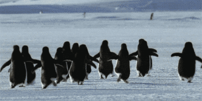 winter penguin GIF