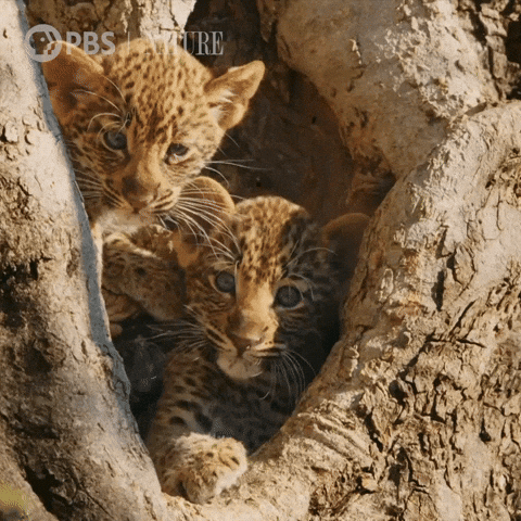 Big Cat Baby GIF by Nature on PBS