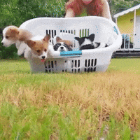 Puppies Hounds GIF