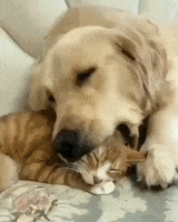 Cat And Dog Napping GIF by MOODMAN