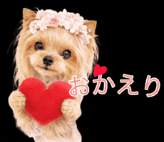 Welcome Back Dog GIF