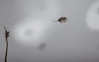 Vr GIF
