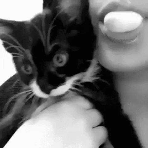 Cat GIF