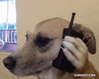 dog phone dog on phone