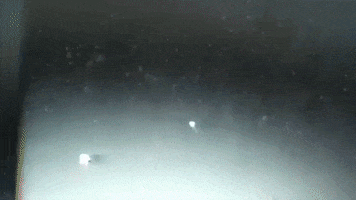 Ecw GIF