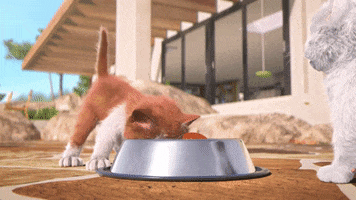 Hungry Cat GIF by MightyMike