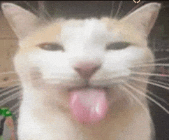 Cat Tongue GIF