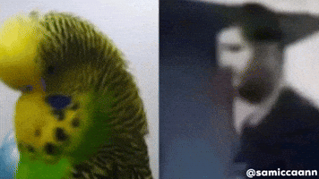 Muhabbet Yakup GIF