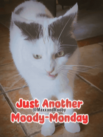 Just Another Cat GIF