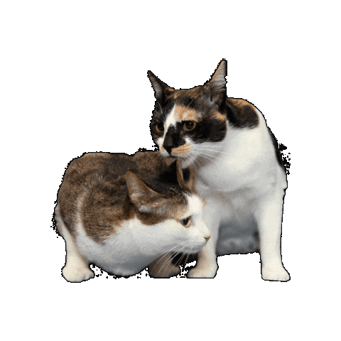 25Cats Sticker by Gray Hat Films