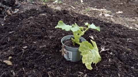Courgette GIF