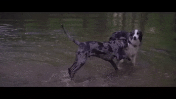 polyvinylrecords water dogs play stop GIF