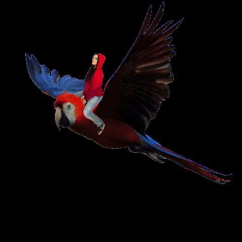 Bird Flying GIF by Marketing en bandeja