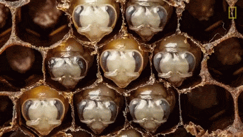 bees GIF