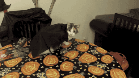 cat