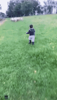 Toddler Channels Inner Sheepdog on New South Wales Farm