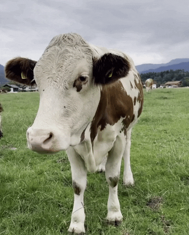 Cow Lick GIF