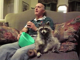 raccoon eating GIF