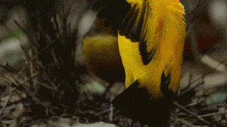 bowerbird