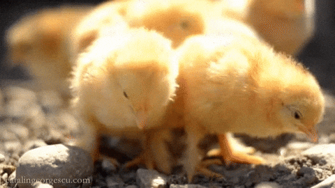 kurczaki GIF