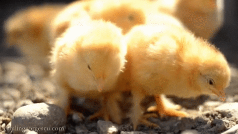 baby chickens GIF