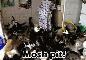 Herding Cats GIFs - Find & Share on GIPHY
