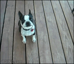 giphy.gif