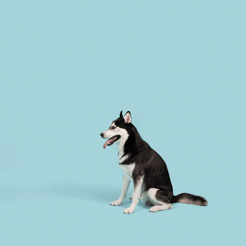 Dog Toy Dogs GIF by Jolly Pets