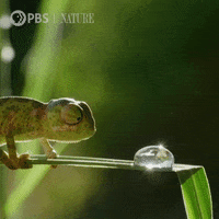 Baby Animals Tongue GIF by Nature on PBS