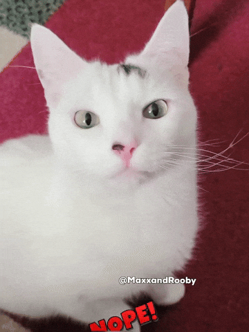 No Way Cat GIF