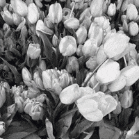 black and white flowers GIF by GoPop