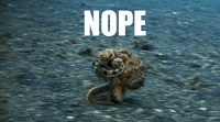 not safe for work octopus GIF by SnappyTV