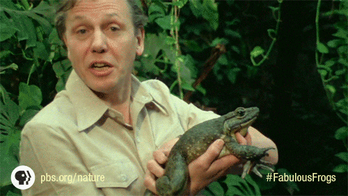 Pbs Nature David GIF by Nature on PBS - Find & Share on GIPHY