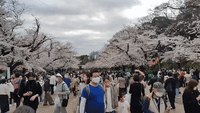 Crowds Flock to Tokyo's Ueno Park in Peak of Cherry Blossom Season