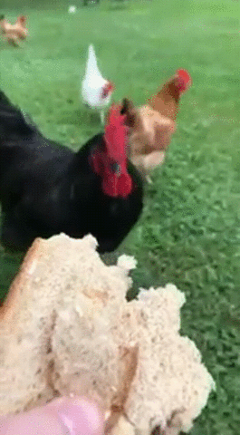 treat chickens GIF