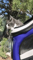 Jackson Galaxy GIF by Your Cat Backpack