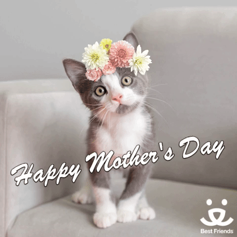 Happy Mothers Day Pet Mom Happy Dog Mom Day Gifs - Get The Best Gif On Giphy