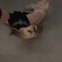 primark  dog cute puppy roll