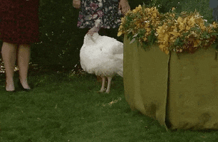 news thanksgiving turkey pardoning turkey GIF