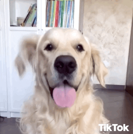 Happy Pup GIFs - Get the best GIF on GIPHY