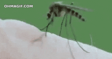 Mosquito GIFs on Giphy