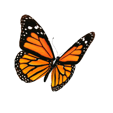 Butterfly Sticker