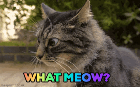 What-meow GIFs - Get the best GIF on GIPHY