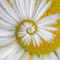 Loop Flower GIF